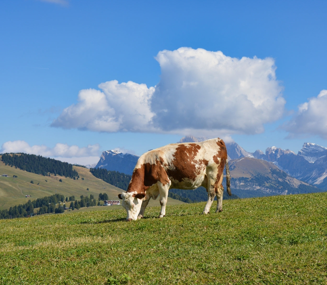 Tallow Handgemacht in Bayern