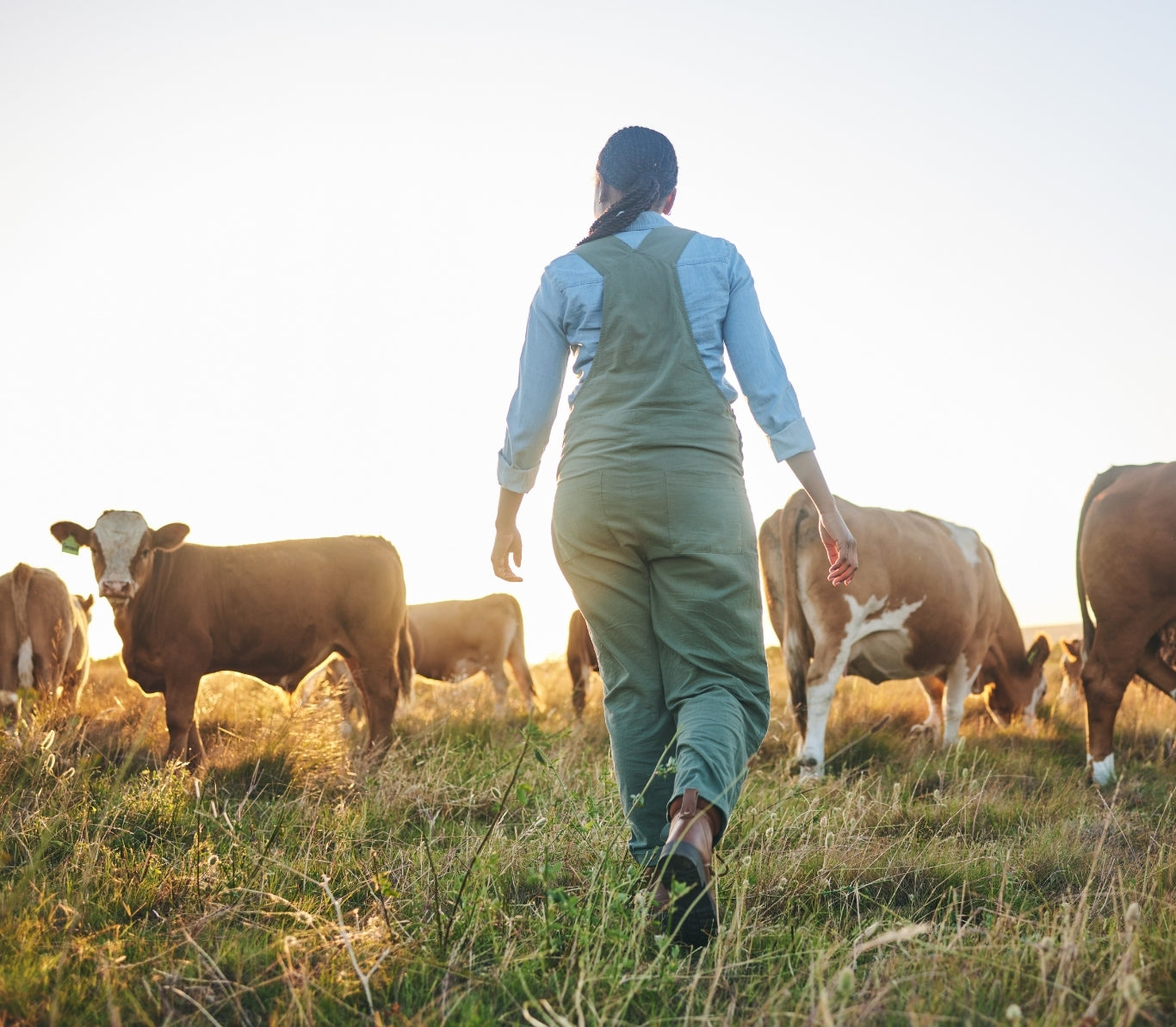 Tallow Nachhhaltigkeit